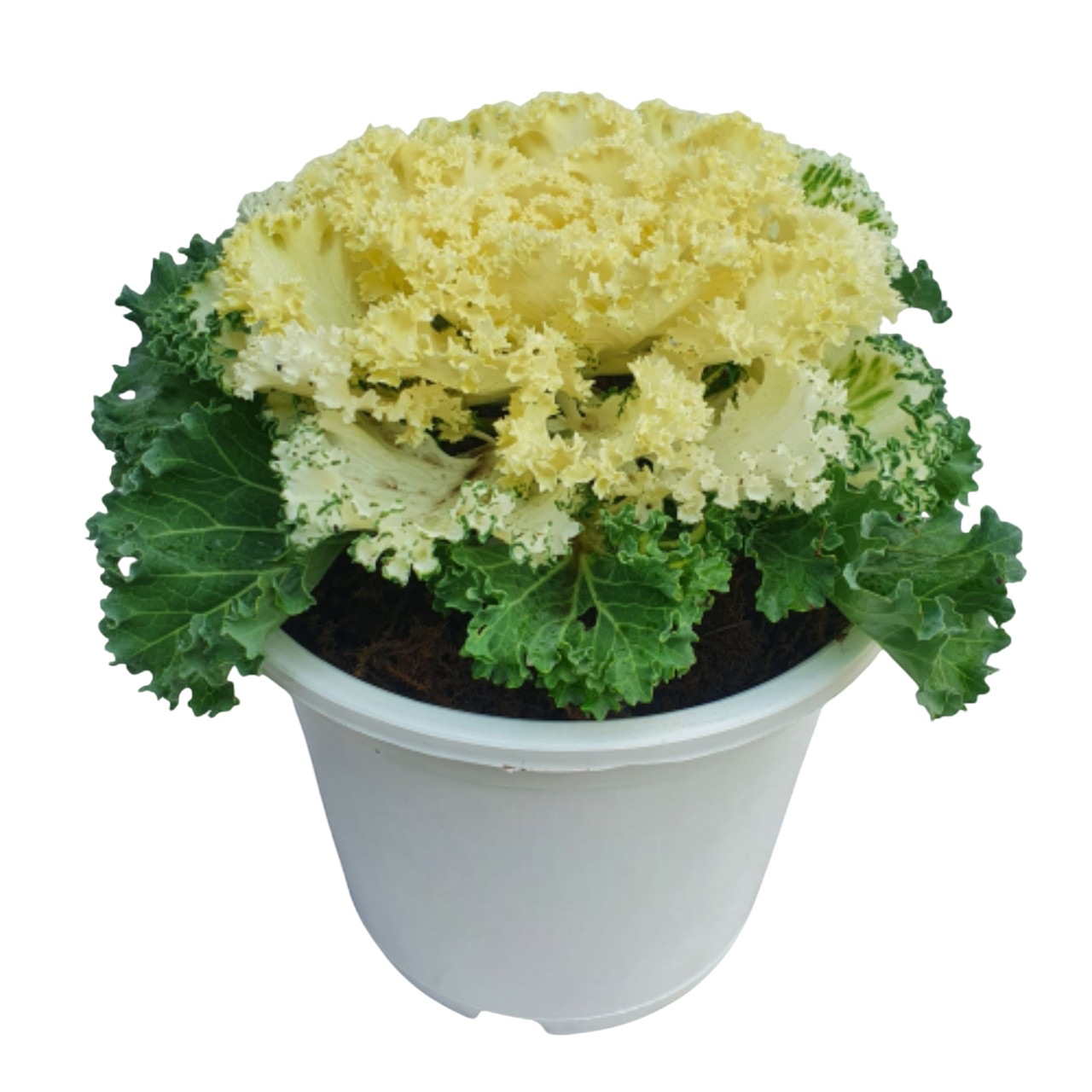 Ornamental Cabbage Plant